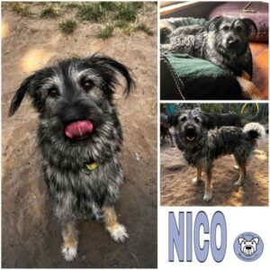 NICO (♂) in 63069 Offenbach