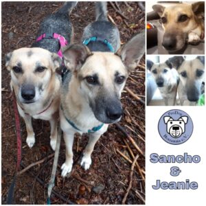 SANCHO & JEANIE - Gnadenplatzhunde seit dem 18.12.2020 Sancho RBB 03/2024