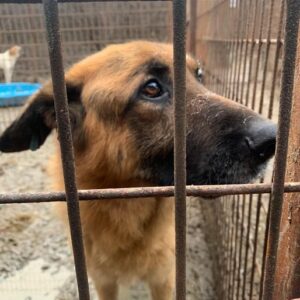WOODY - reserviert Manuela - vermittelt