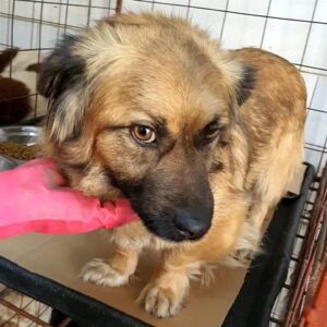 ALISHA - reserviert 4animals (CD) - vermittelt