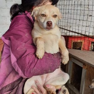 POLLY - reserviert TH Andernach - vermittelt