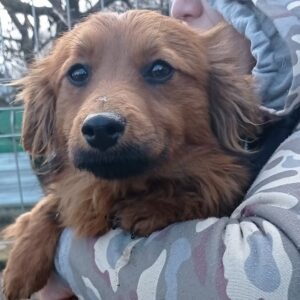 OTIS - reserviert 4animals - vermittelt