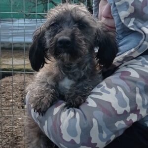 BUTZI - reserviert Menschen für Tiere Landau (Silke) - vermittelt
