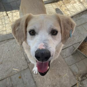 TABEO (= MACEO)