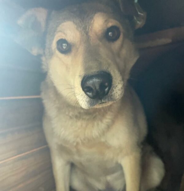 SIR HENRY (♂) – Bild 10