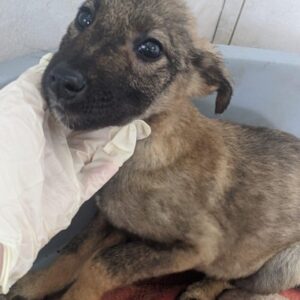 SERENA - reserviert Lorraine - vermittelt
