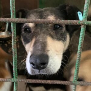 LOBA - auf Pflegestelle in PLZ 1 - vermittelt