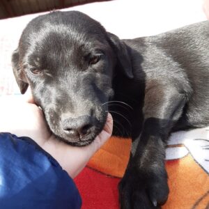 HILDE - reserviert (Sasi) - vermittelt