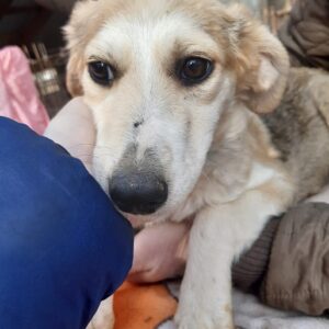 FEY - reserviert Hundescheune Fläming - vermittelt