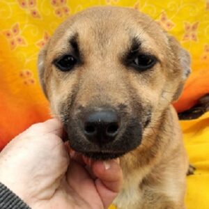 SHEENA - reserviert Second Chance Dogs - vermittelt