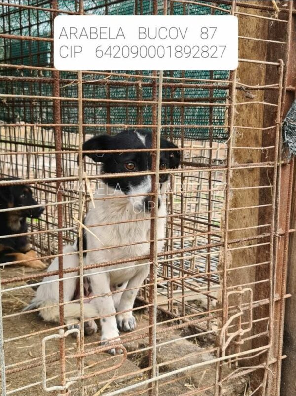 ROXANNE - reserviert Tierhilfe Lebenswert DR - vermittelt – Bild 2