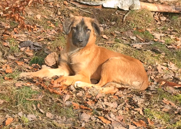 Yarisha in 94371 Rattenberg – Bild 2