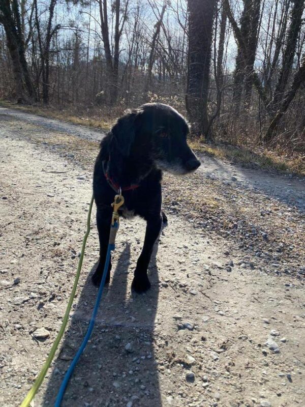 Caesar in 83064 Raubling – Bild 5