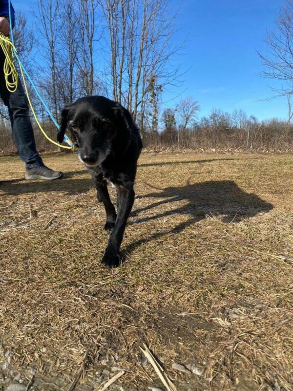 Caesar in 83064 Raubling – Bild 3