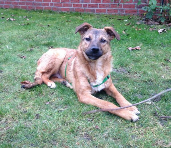 Bhanu in 59387 Herbern – Bild 4