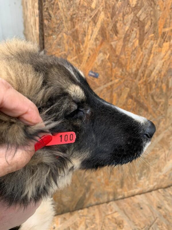 SOCKE reserviert ES Tierhilfe Lebenswert DR - vermittelt – Bild 3