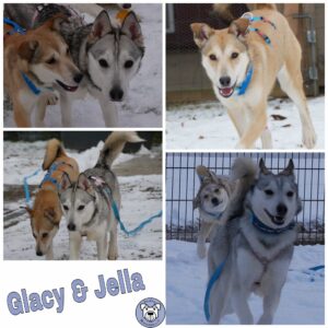 Glacy & Jella in 21493 Möhnsen  ***reserviert***