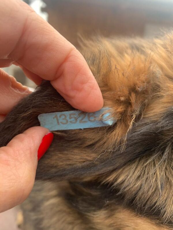 BETTY - reserviert PVA - vermittelt – Bild 4