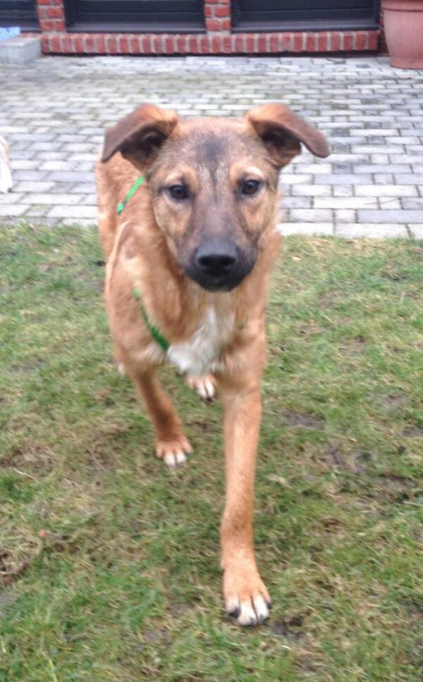 Bhanu in 59387 Herbern – Bild 5