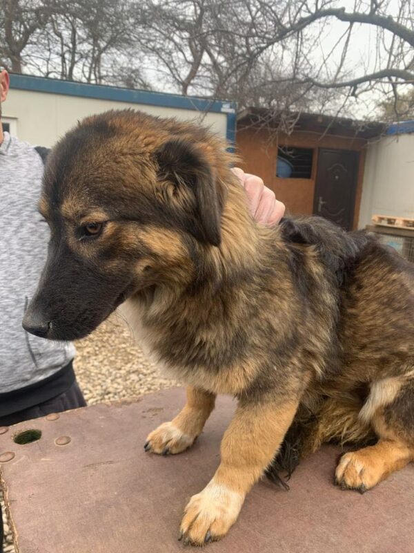 BETTY - reserviert PVA - vermittelt – Bild 5