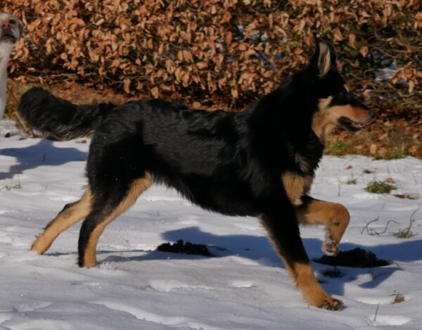 Lotti in 21521 Dassendorf *reserviert* – Bild 14