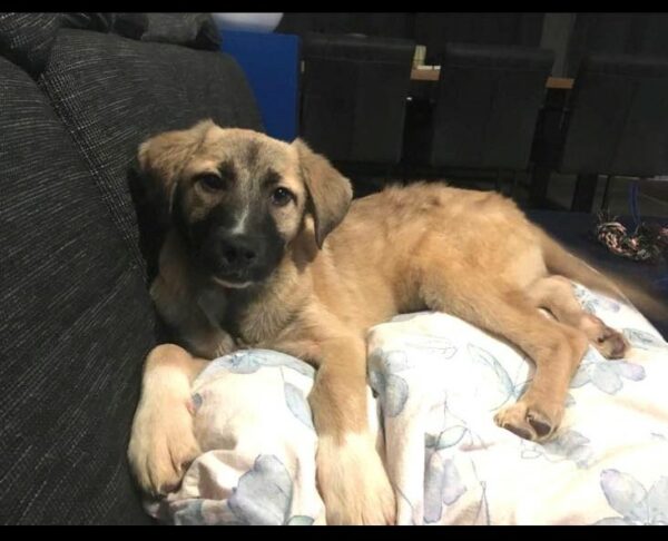 Amina in 40670 Meerbusch *reserviert* – Bild 2
