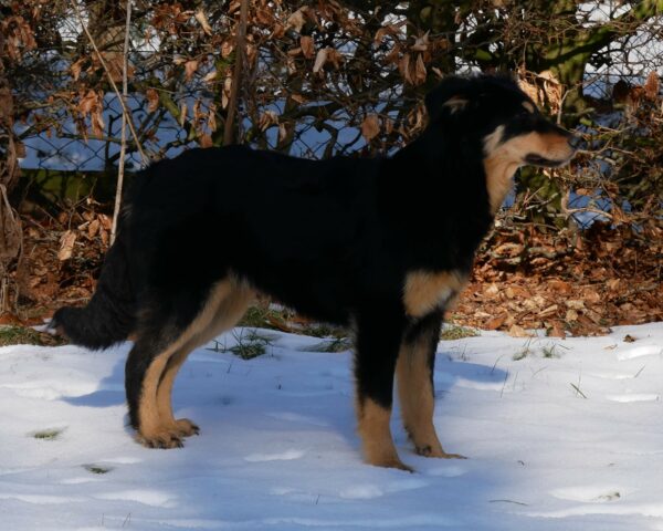 Lotti in 21521 Dassendorf *reserviert* – Bild 6