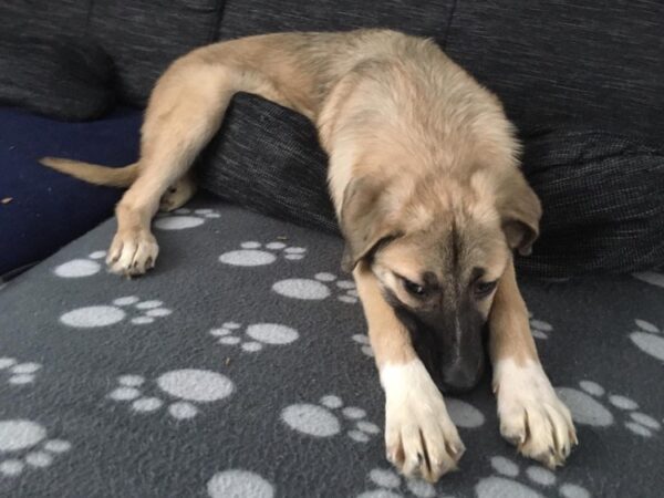 Amina in 40670 Meerbusch *reserviert* – Bild 7