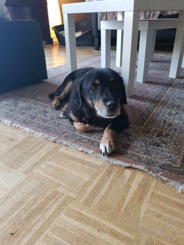 Poldi in 41469 Neuss   reserviert – Bild 4