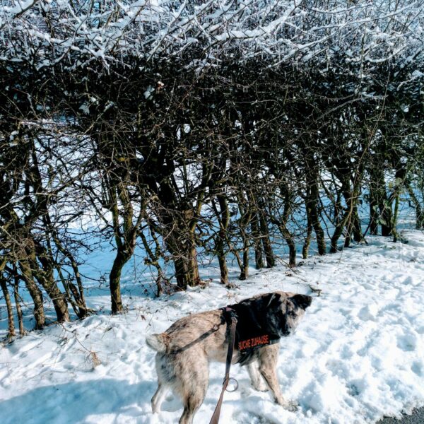 Wolfi in 42279 Wuppertal – Bild 4