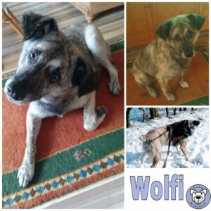 Wolfi in 42279 Wuppertal