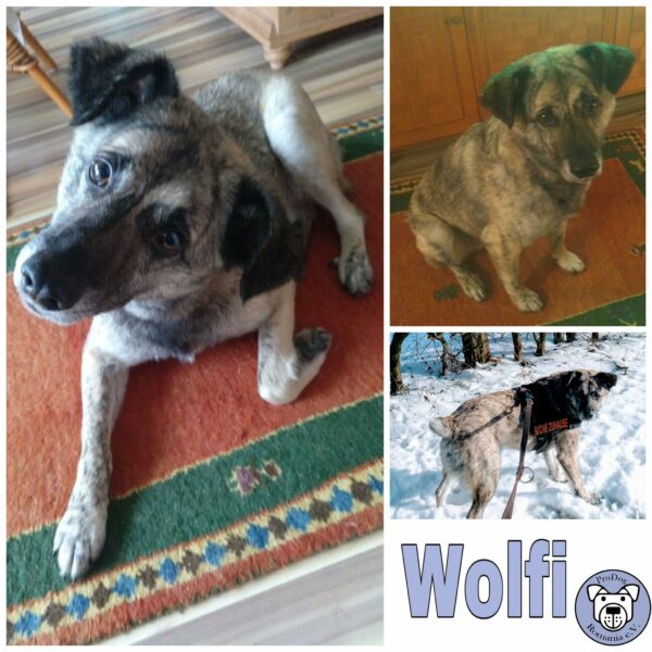 Wolfi in 42279 Wuppertal