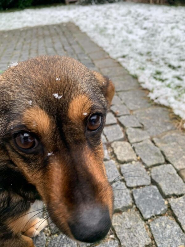 Bombonica in 85777 Fahrenzhausen - reserviert – Bild 8
