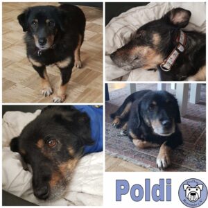 Poldi in 41469 Neuss   reserviert