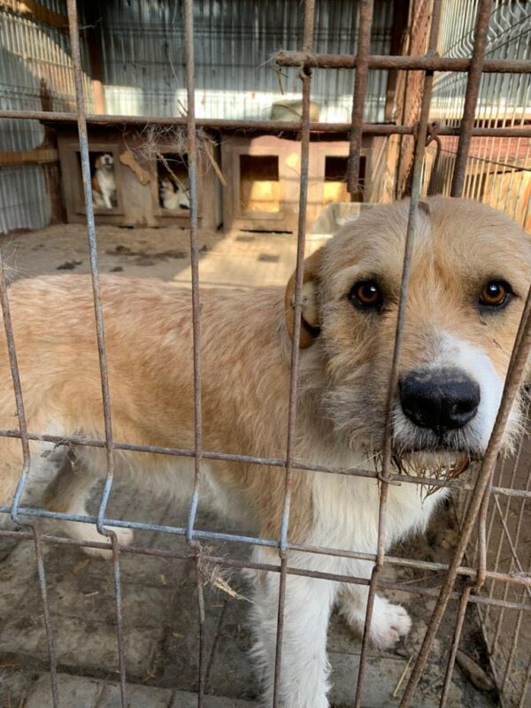 MIKO - reserviert Tierhilfe Lebenswert DR - vermittelt – Bild 4