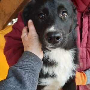 PHIEBY - reserviert Lorraine - vermittelt