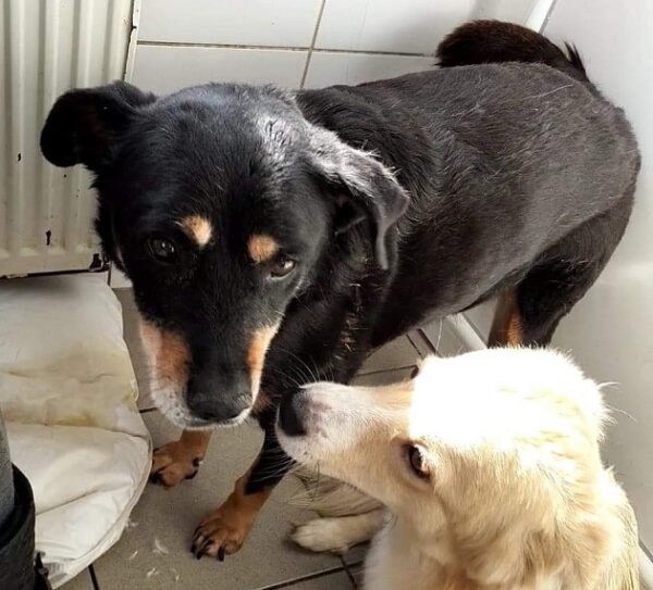 DOTTIE - reserviert Tierhilfe Lebenswert DR - vermittelt – Bild 2