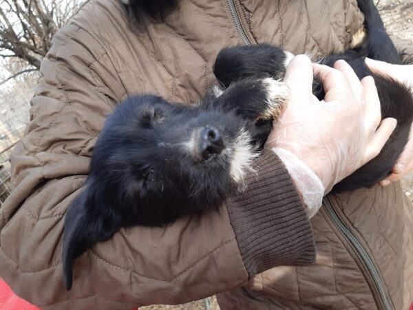 RONJA - reserviert PVA - vermittelt – Bild 3
