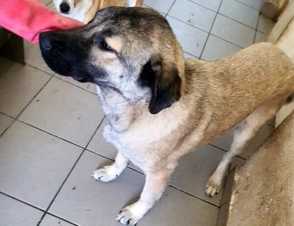 JOHNNY - reserviert Tierhilfe Lebenswert DR - vermittelt – Bild 3