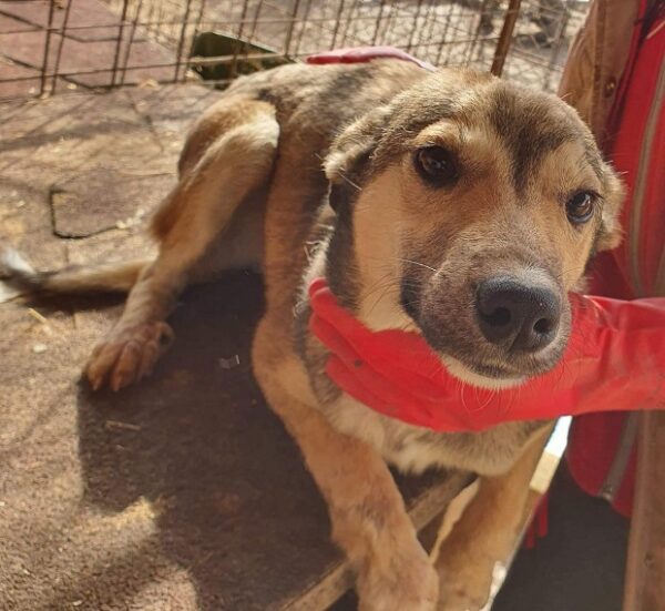 LEXA - reserviert Tierhilfe Lebenswert DR - vermittelt – Bild 3