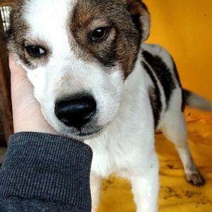 OREO - reserviert vergessene Pfoten Stuttgart - vermittelt