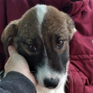 TAMME - reserviert Second Chance Dogs - vermittelt