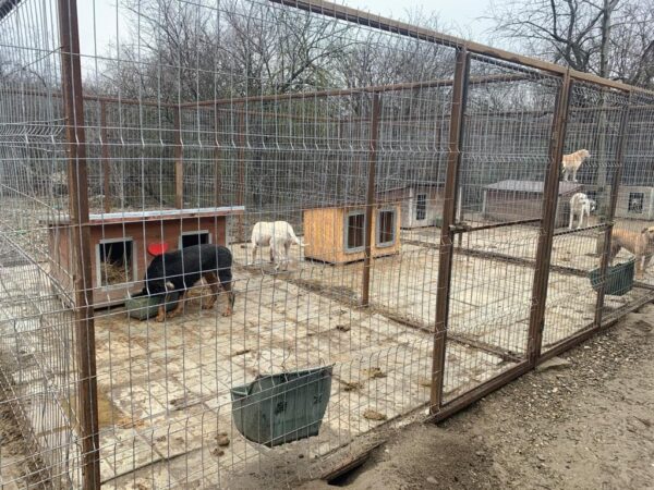GINA - reserviert Manuela - vermittelt – Bild 5