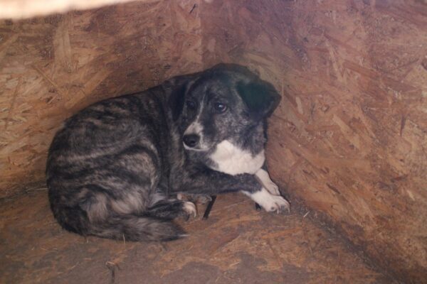 CLEO - auf Pflegestelle in PLZ 96052 - vermittelt – Bild 6