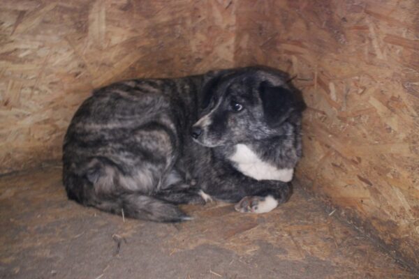 CLEO - auf Pflegestelle in PLZ 96052 - vermittelt – Bild 8