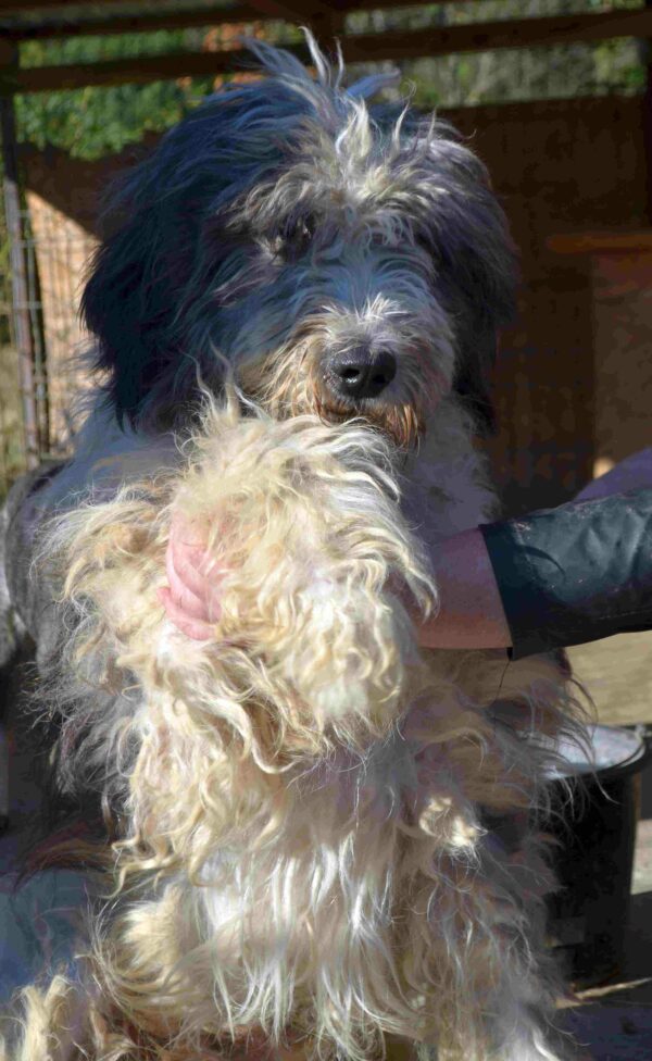 YETI - reserviert Manuela vermittelt – Bild 14