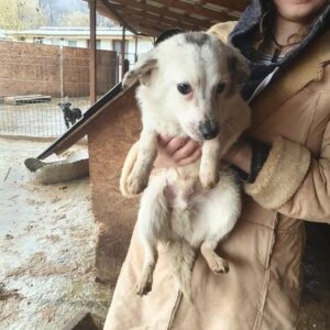 FERDI - reserviert Hundescheune Fläming - vermittelt