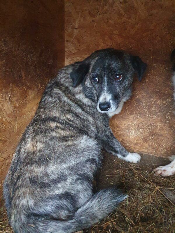 CLEO - auf Pflegestelle in PLZ 96052 - vermittelt – Bild 5