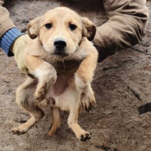 LANY - reserviert Hundescheune Fläming - vermittelt