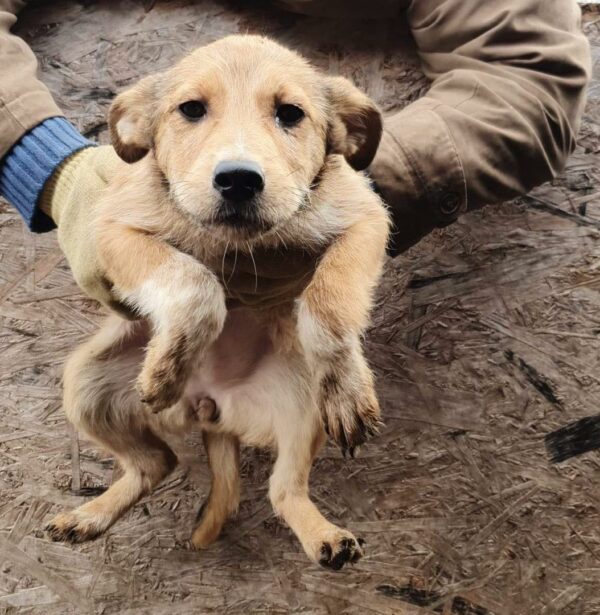 LANY - reserviert Hundescheune Fläming - vermittelt